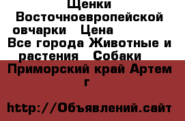 Щенки Восточноевропейской овчарки › Цена ­ 25 000 - Все города Животные и растения » Собаки   . Приморский край,Артем г.